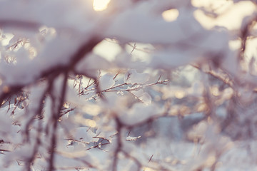 Frozen tree