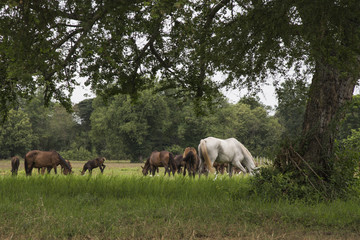 horses on the farm