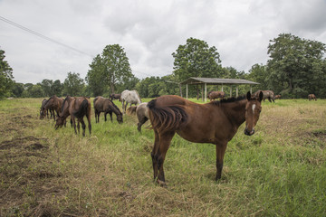 Obraz premium horses on the farm