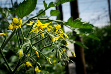 plantas de tomate