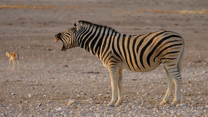 Fototapeta na wymiar Zebra 5