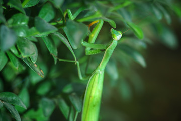 European Mantis or Praying Mantis, Mantis religiosa, on a green leafs