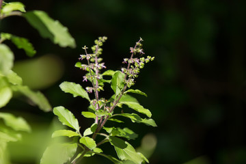  leaf and flower of  holy basil thailand herb