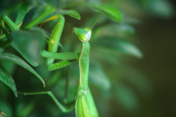 European Mantis or Praying Mantis, Mantis religiosa, on a green leafs