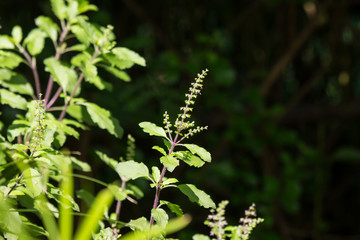  leaf and flower of  holy basil thailand herb