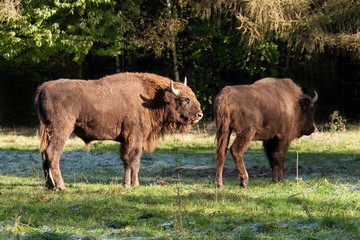 Wisent