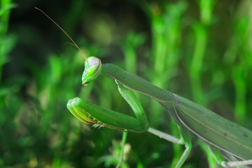 Naklejka premium European Mantis or Praying Mantis, Mantis religiosa, on a green leafs