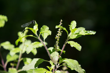  leaf and flower of  holy basil thailand herb