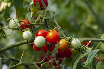 Organic Cherry Tomato Farming