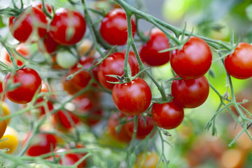 Tomatoes on Green Plant