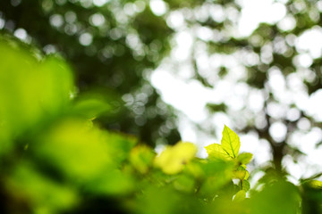 Nature view of green leaf in garden , Natural green plants a background or wallpaper.
