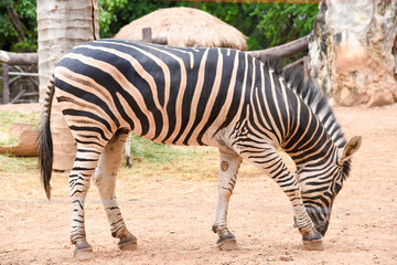 Fototapeta na wymiar Zebras at the zoo garden in bangkok at thailand.