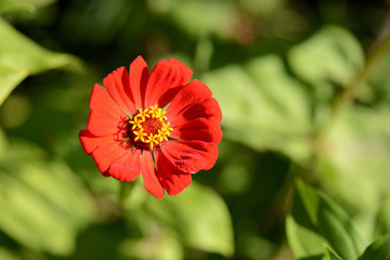 Cynia flower in a summer garden close up