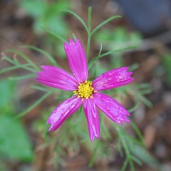 Purple Wild Flower