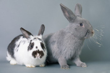 Fototapeta premium Two beautiful funny baby bunnies on a solid gray backdrop.