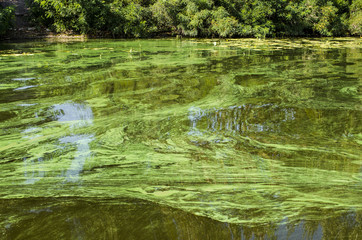 Green water background