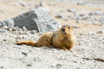 Himalayan Marmot shows its teeth near Tso Moriri lake in Ladakh, India., Marmots are large...