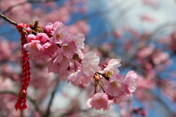 Wild Cherry Tree Blossoms - Steyr - Austria