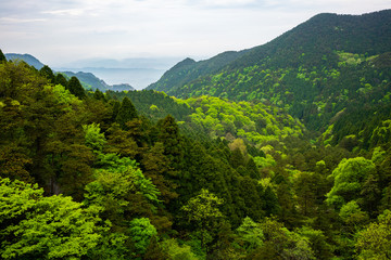 Fototapeta na wymiar View over green forest with different coloring in Lushan National Park mountains Jiangxi China