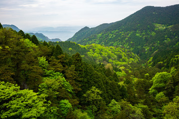 View over green forest with different coloring in Lushan National Park mountains Jiangxi China