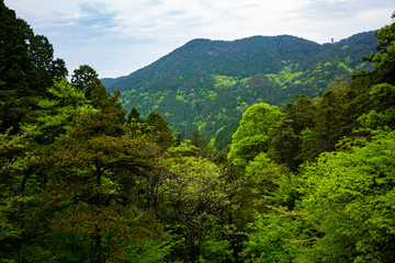 View over green forest with different coloring in Lushan National Park mountains Jiangxi China