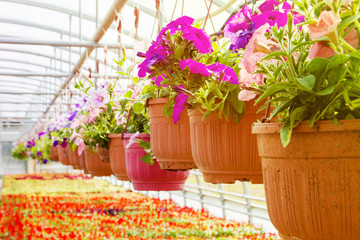 flowering fuchsia in pots, watering in a greenhouse, production and cultivation of flowers.