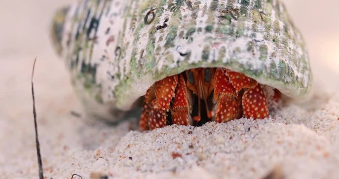 hermit crab in close-up
