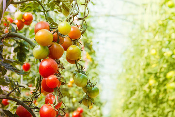 tomatoes grown in greenhouse conditions, tomato production on a large scale