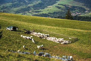 Fototapeta na wymiar Traditional sheep pasture in Pieniny mountains , Poland