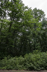 Obraz premium Landscape of summer nature with deciduous forest in the natural old West park, Sofia, Bulgaria 