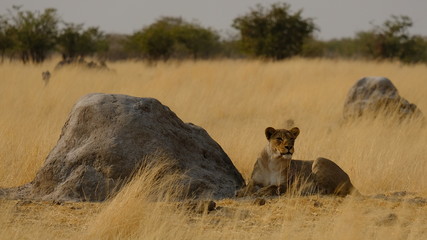Lion in Etosha National Park, Namibia - 2