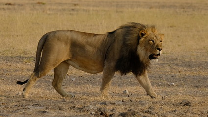 Lion in Etosha National Park, Namibia - 1