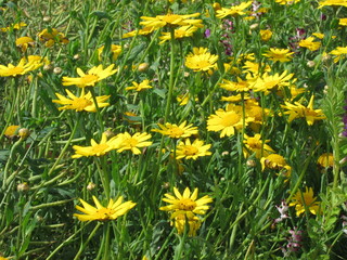Fototapeta premium golden daisy