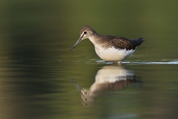 Green sandpiper