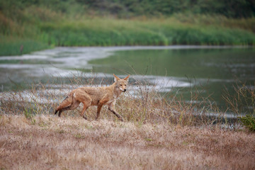 Wild coyote trotting through dry grass on Northern California coast