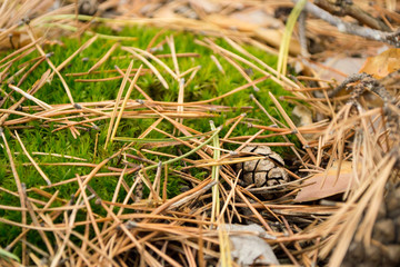 autumn background from green moss and last year's needles of a pine on him