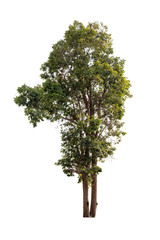 Tree isolated on white background.