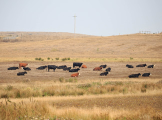 Obraz premium Brown and black cows lounge in dry grassy pasture on rural American farm