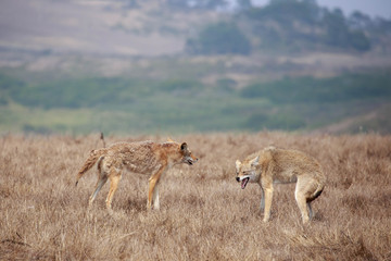 Coyotes snarl and protect vital areas after altercation