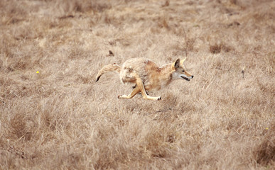 Coyote in full sprint across dry grassy meadow in Northern California