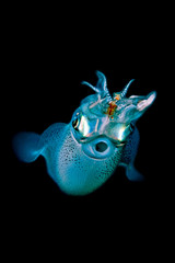 Reef squid Sepioteuthis lessoniana © Francesco