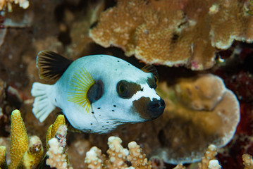 Blackspotted Puffer Arothron nigropunctatus © Francesco