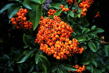 Firethorn Pyracantha coccinea hedge in summer 