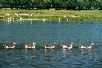 Fototapeta premium A beautiful flock of geese floats in the river. General view of the rural landscape.