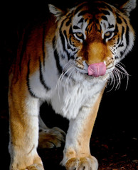 Amur Tiger Licking its Lips and Looking at You