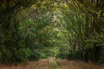 Path in wood just before autumn UK