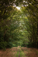 Straight path in wood just before autumn UK