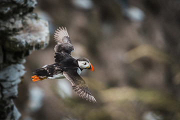 Puffin in flight