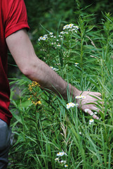 Hand in Tall Grass