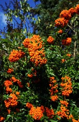 Firethorn Pyracantha coccinea hedge in summer 